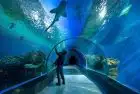 Explore Red Sea creatures at Hurghada Grand Aquarium excursions in Hurghada